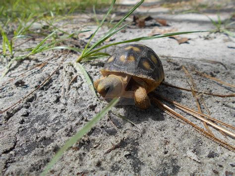 Baby Gopher Tortoise By Buriedsecrets On Deviantart