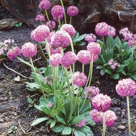 Примула Prom Lilac 🌱 - купити кореневища та саджанці в горшках в ...