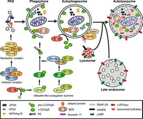 The Major Molecular Mechanisms Involved In Autophagy Upon Autophagy