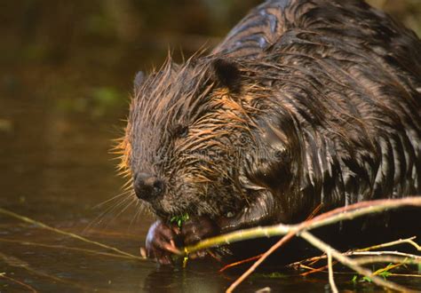 Beaver Eating Stock Image Image Of Mammal Feeding Wildlife 15239409