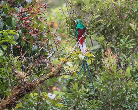 18 Pictures Of Quetzals Flickr