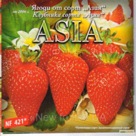 Продам азия клубника, купить азия клубника, Харьковская обл — Agro-Ukraine