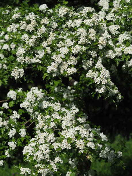 hawthorne flower stock  pictures royalty  images istock