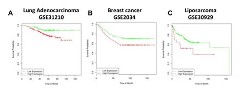 P63 Transcriptionally Regulates The Expression Of Matrix