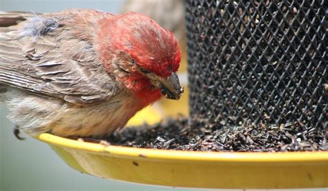 The Best Finch Feeders for 2022- Bird Nature