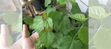 Шелковица чёрная принцесса-сладкоежка принцесса купить в Краснодаре ...