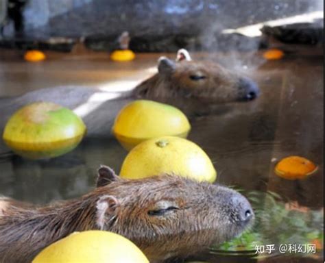 水豚爱泡澡！心情好，皮肤光彩照人 知乎