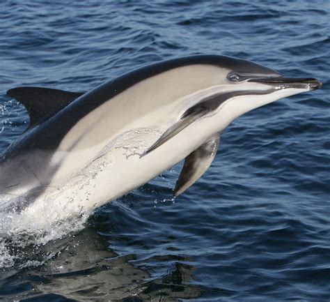 Common Dolphin