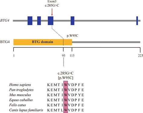 Location And Conservation Of Mutated Residues In BTG4 The Predicted