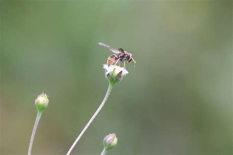 Real Monstrosities: Australian Hornet