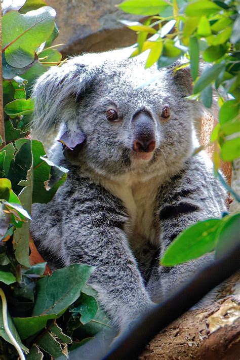 Chill Koala By Sequential On Deviantart