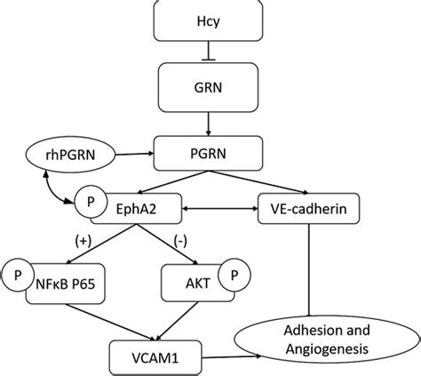 Frontiers Homocysteine Impairs Endothelial Cell Barrier Function And