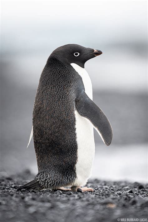 Adelie Penguin | Will Burrard-Lucas