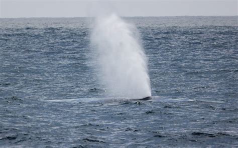 Gray Whale Migration Facts - Everything You Need to Know March 8th ...