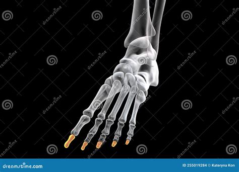 Distal Phalanges of the Foot, 3D Illustration Stock Illustration ...