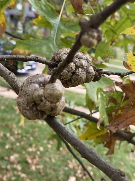 Gouty and Horned Oak Gall - Metropolitan Forestry Services, Inc.