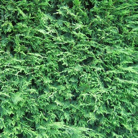 Leylandii - Green Leyland Cypress - Cuprocyparis leylandii - Pack of ...