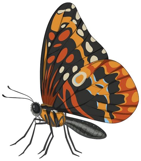 Ilustração colorida do vetor da borboleta Vetor Grátis