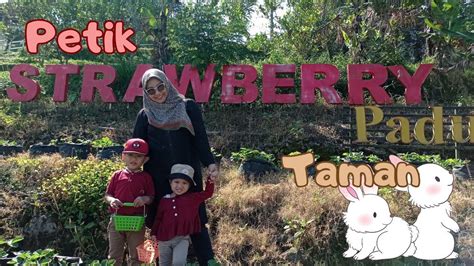 Wisata Petik Strawberry Taman Kelinci Pacet Mojokerto Youtube