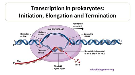 Transcription in prokaryotes: Initiation Elongation and Termination ...