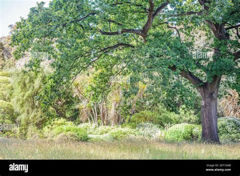 English Oak Quercus Robur In A Garden Stock Photo Alamy
