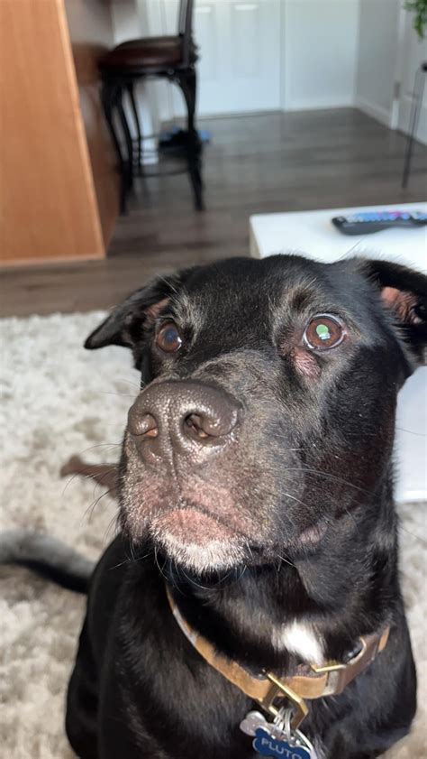 Red Lump Under Dogs Eye Rvet