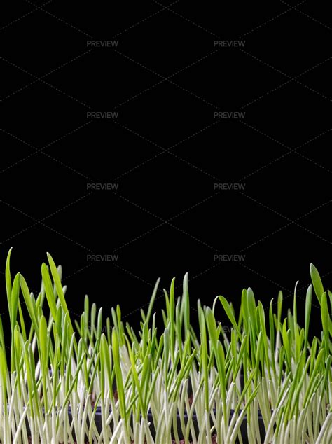 Grass Sprouts - Stock Photos | Motion Array