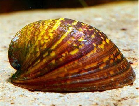 Algae Eating Olive Nerite Snail | Arizona Aquatic Gardens