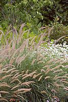 Holt 932 066 PhotoBotanic Stock Photography Garden Library