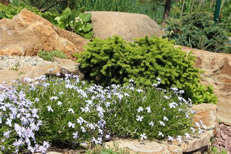 Флокс шиловидный в ландшафтном дизайне (59 фото) - фото - картинки и ...