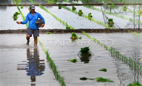 PUPUK LANGKA ANTARA Foto