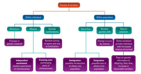 Genetic Variation - year 10 biology