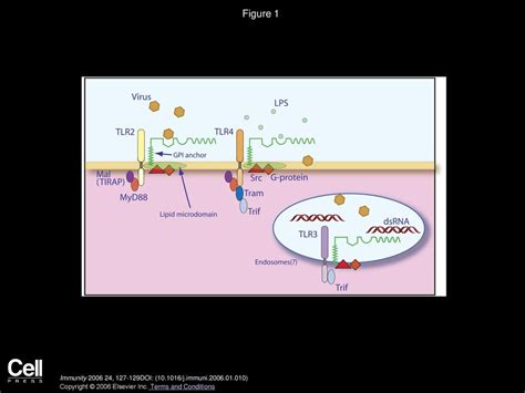 CD14: Chaperone or Matchmaker? - ppt download