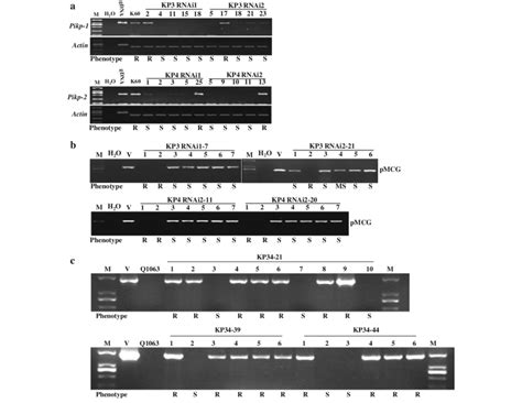 Molecular characterization of transgenic plants derived from loss-and ...