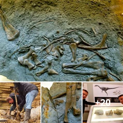200 Million-Year-Old Dinosaur Discovered on a Welsh Beach Receives Its ...