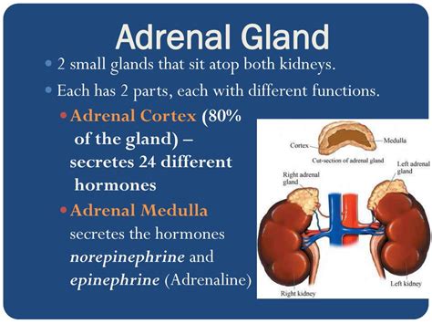 Ppt The Endocrine System Powerpoint Presentation Free Download Id 2140204