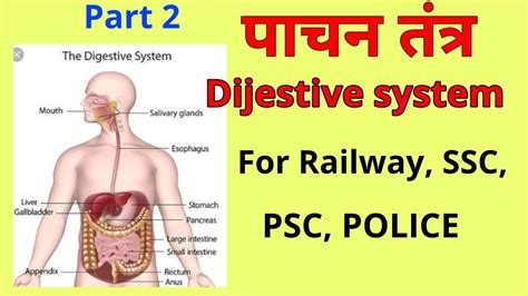 Digestive System In Hindi Science Gk In Hindi Biology