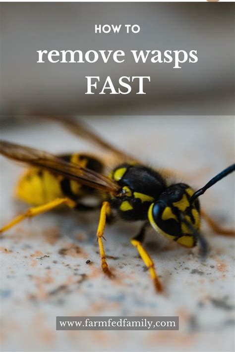 Get Rid Of Wasps Quickly