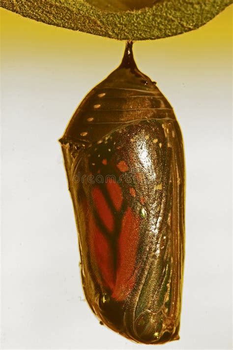 Monarch Butterfly Danaus Plexippus Chrysalis Dark Phase In Idaho