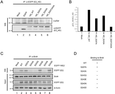 Phosphorylation At Serine Of Hpv E Mediates Binding To Brd A