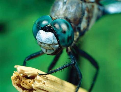 Dragonfly eyes see the world in ultra-multicolour | New Scientist