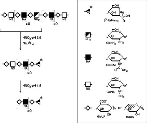 hno aco mechanism