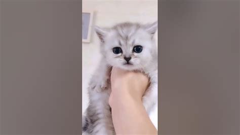 котик 7 ва ва - YouTube