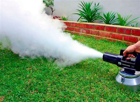 Жук древоточец: как избавиться в доме, народные средства