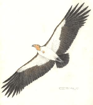 Teratorns (Teratornis)