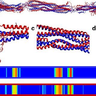 Structure Of The Vimentin Intermediate Filament Dimer Depicting A