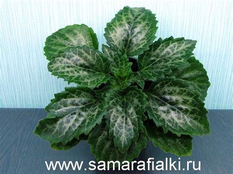 Хирита Primulina Diane Marie