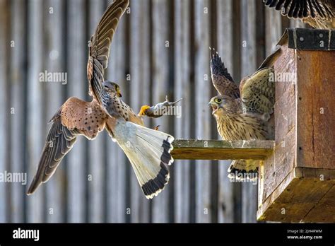 European Kestrel Eurasian Kestrel Old World Kestrel Common Kestrel