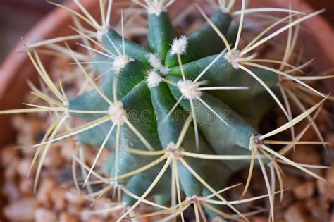 Scarlet Hedgehog Cactus X28 Echinocereus Coccineus X29 Stock