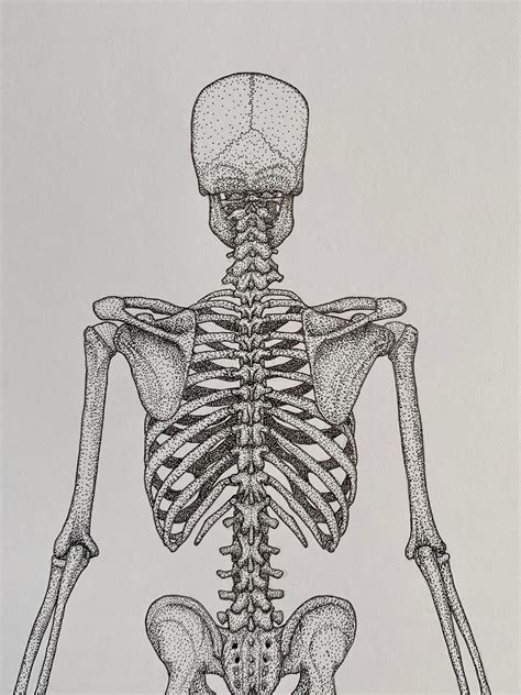 Posterior Skeleton Unlabelled Human Anatomy Prints Clinical Drawings